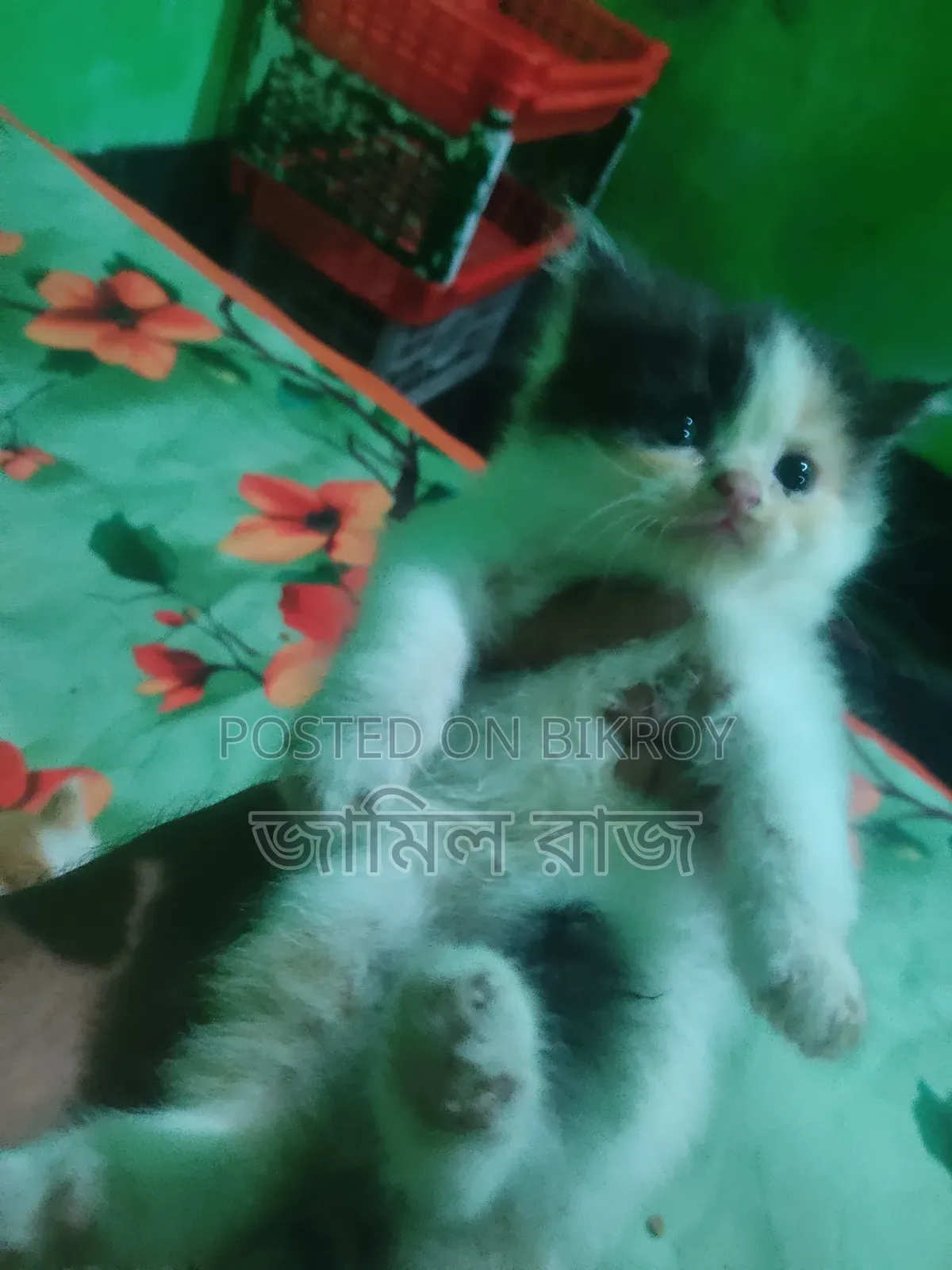 1-3 months Female Purebred Persian
