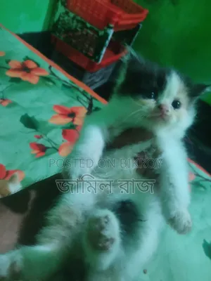 1-3 months Female Purebred Persian
