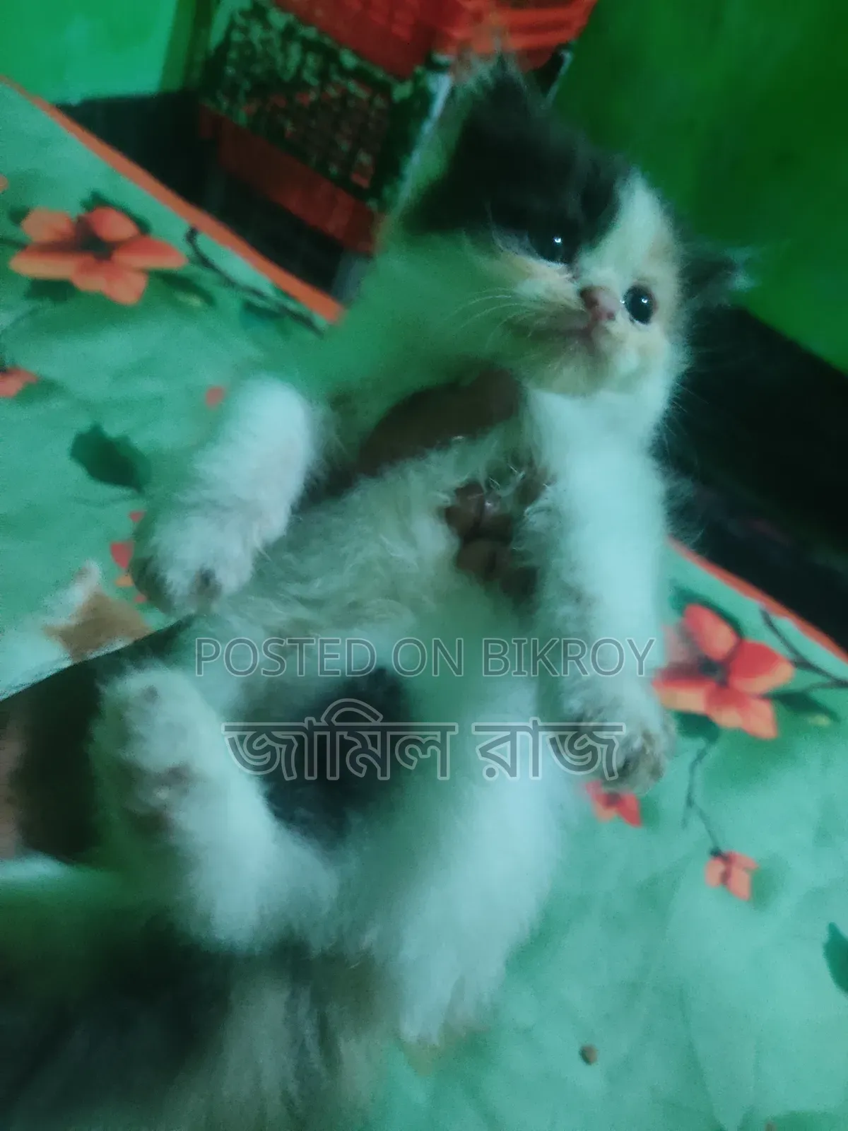 1-3 months Female Purebred Persian
