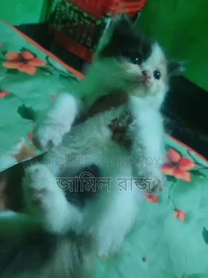 1-3 months Female Purebred Persian