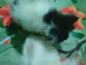 1-3 months Female Purebred Persian