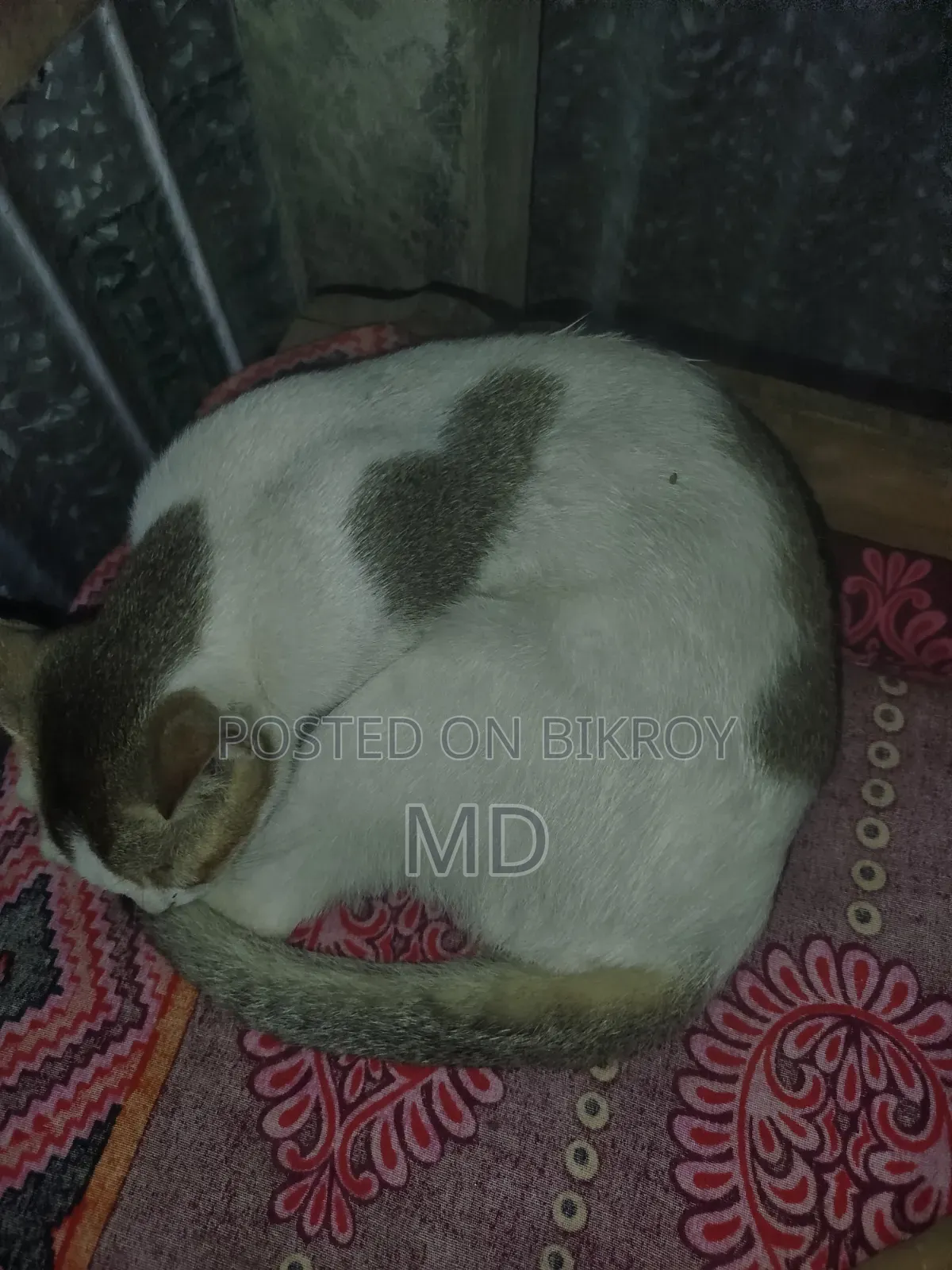 1+ year Female Purebred Balinese
