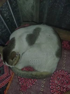 1+ year Female Purebred Balinese