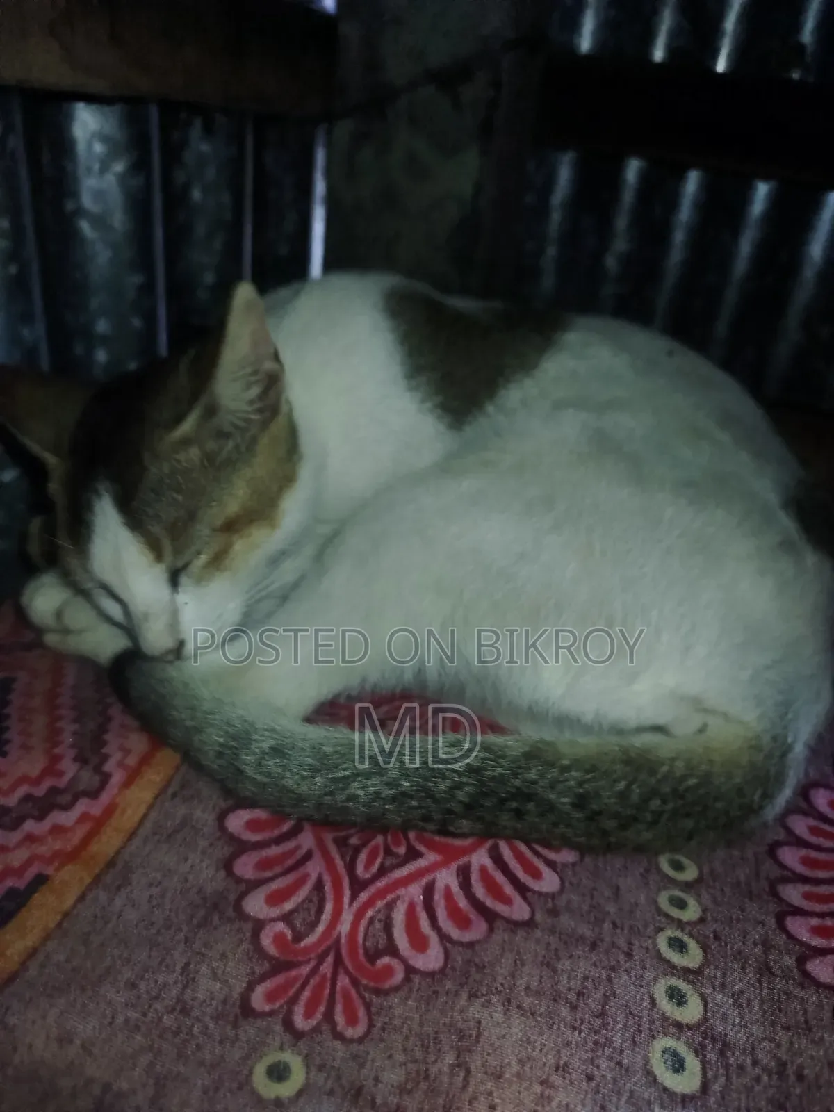 1+ year Female Purebred Balinese