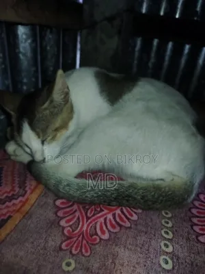 1+ year Female Purebred Balinese