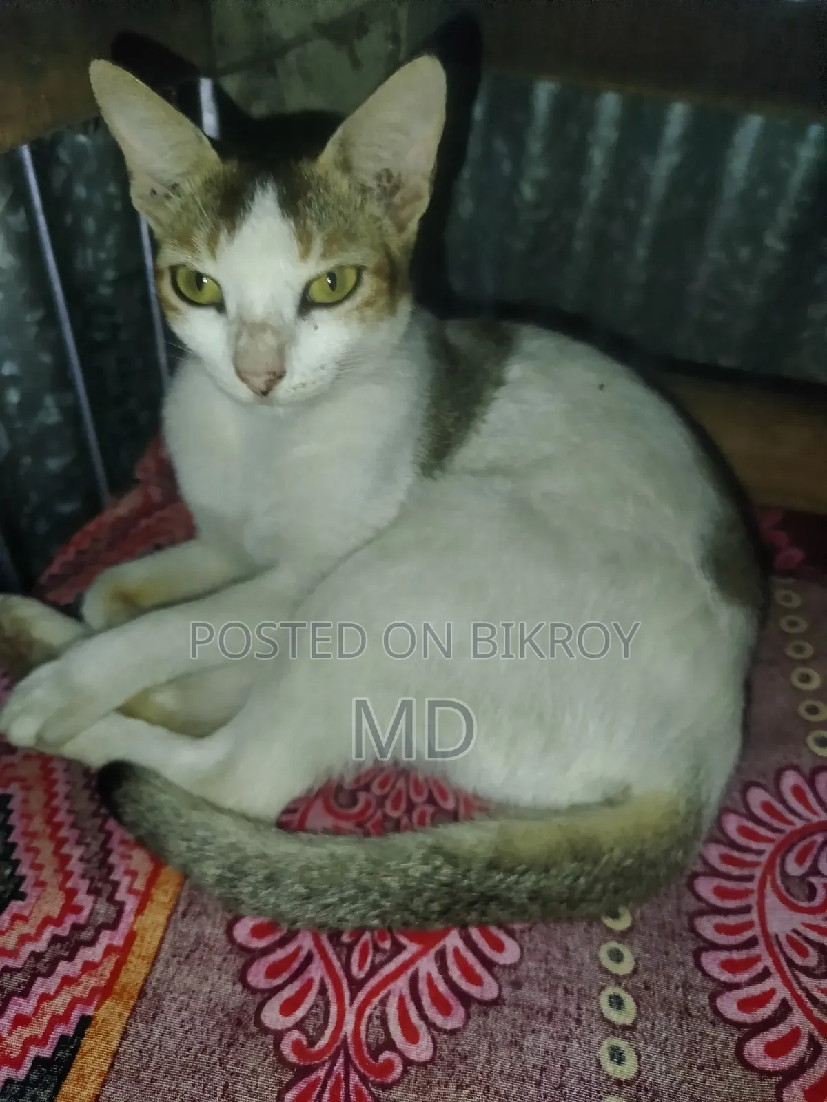 1+ year Female Purebred Balinese