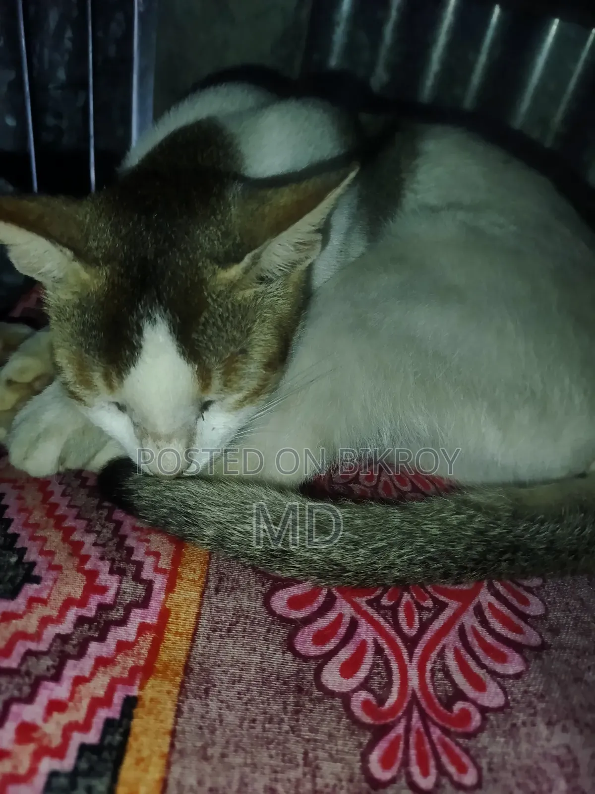1+ year Female Purebred Balinese