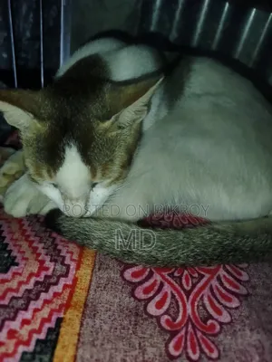 1+ year Female Purebred Balinese