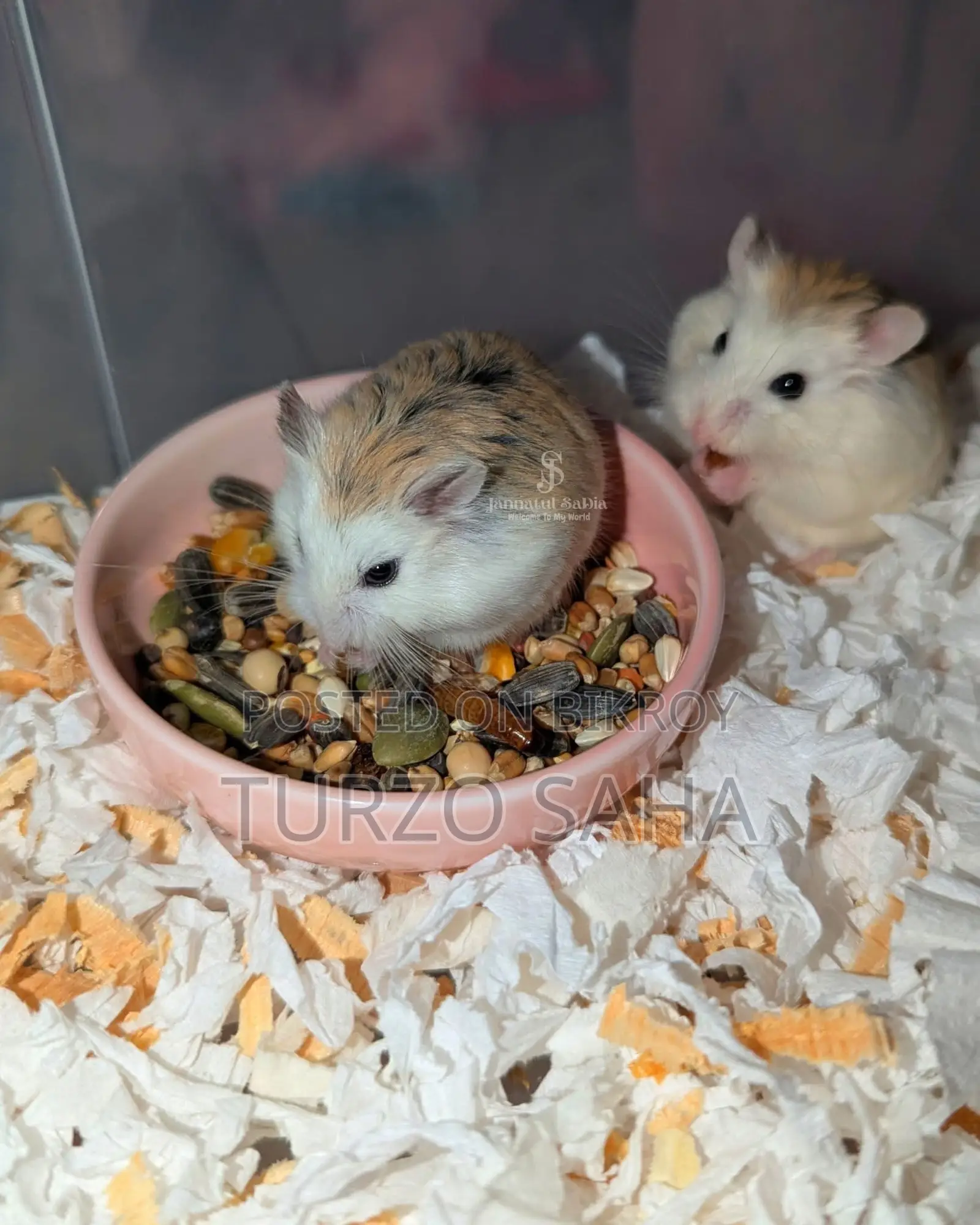 Roborovski Hamster