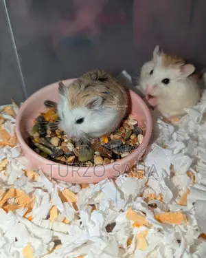 Roborovski Hamster