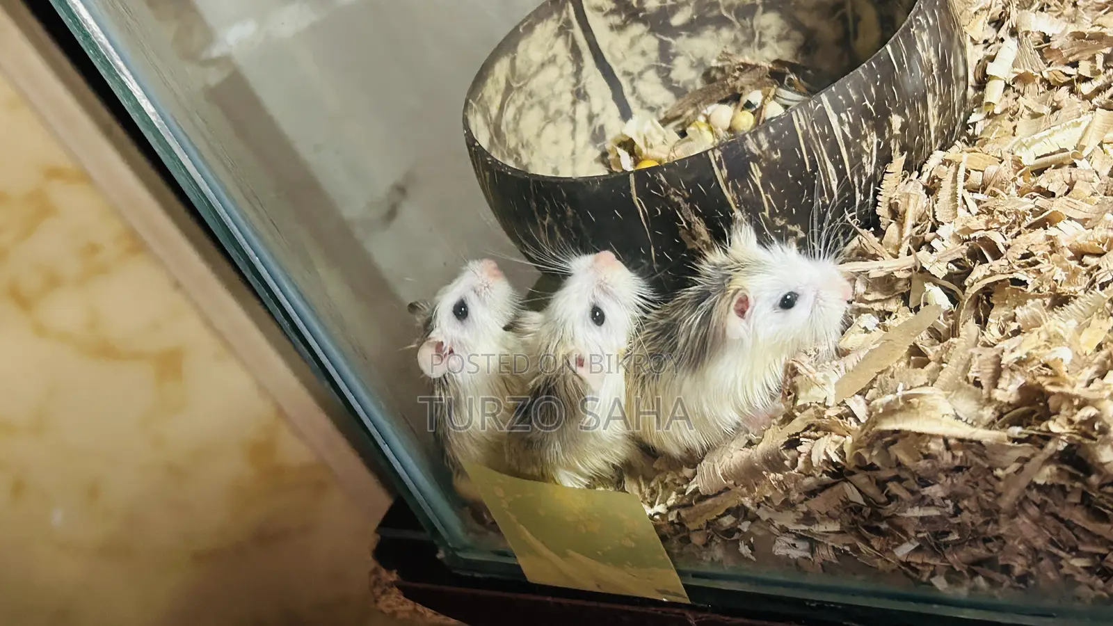Roborovski Hamster