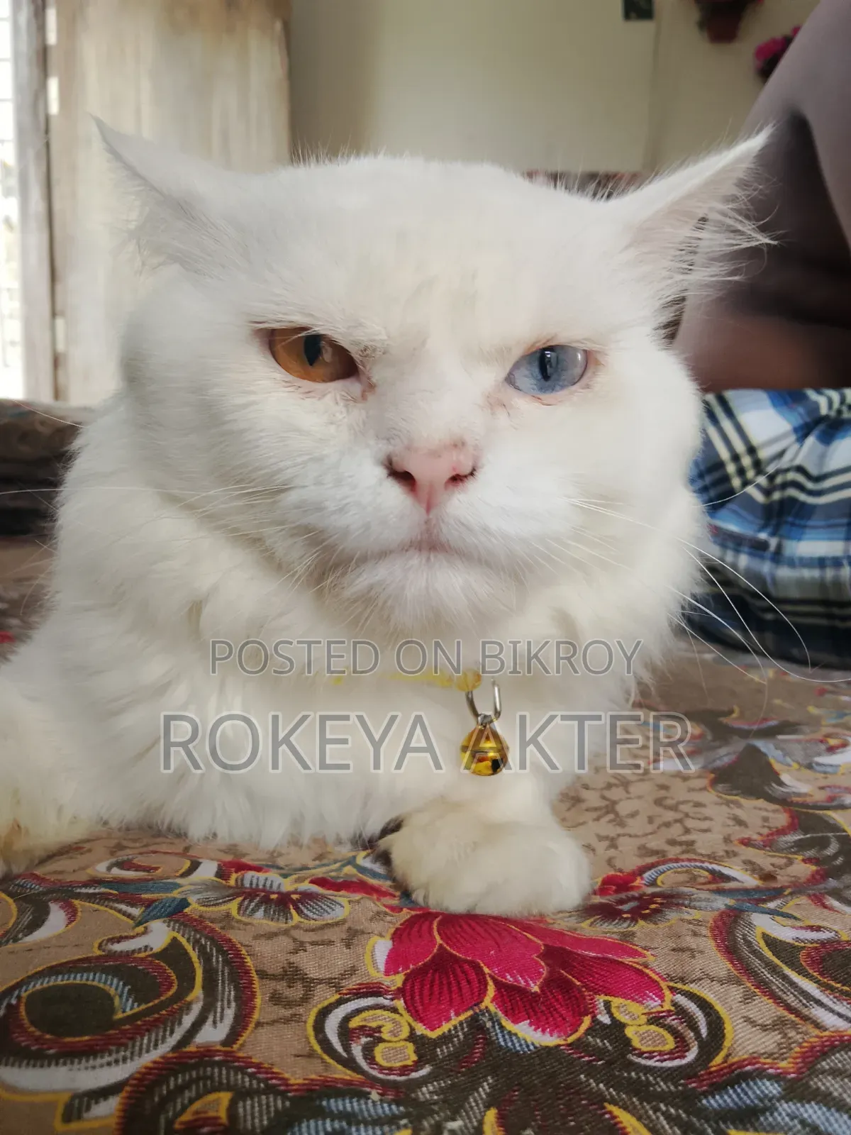 1+ year Male Purebred British Shorthair