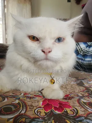 1+ year Male Purebred British Shorthair