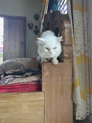 1+ year Male Purebred British Shorthair