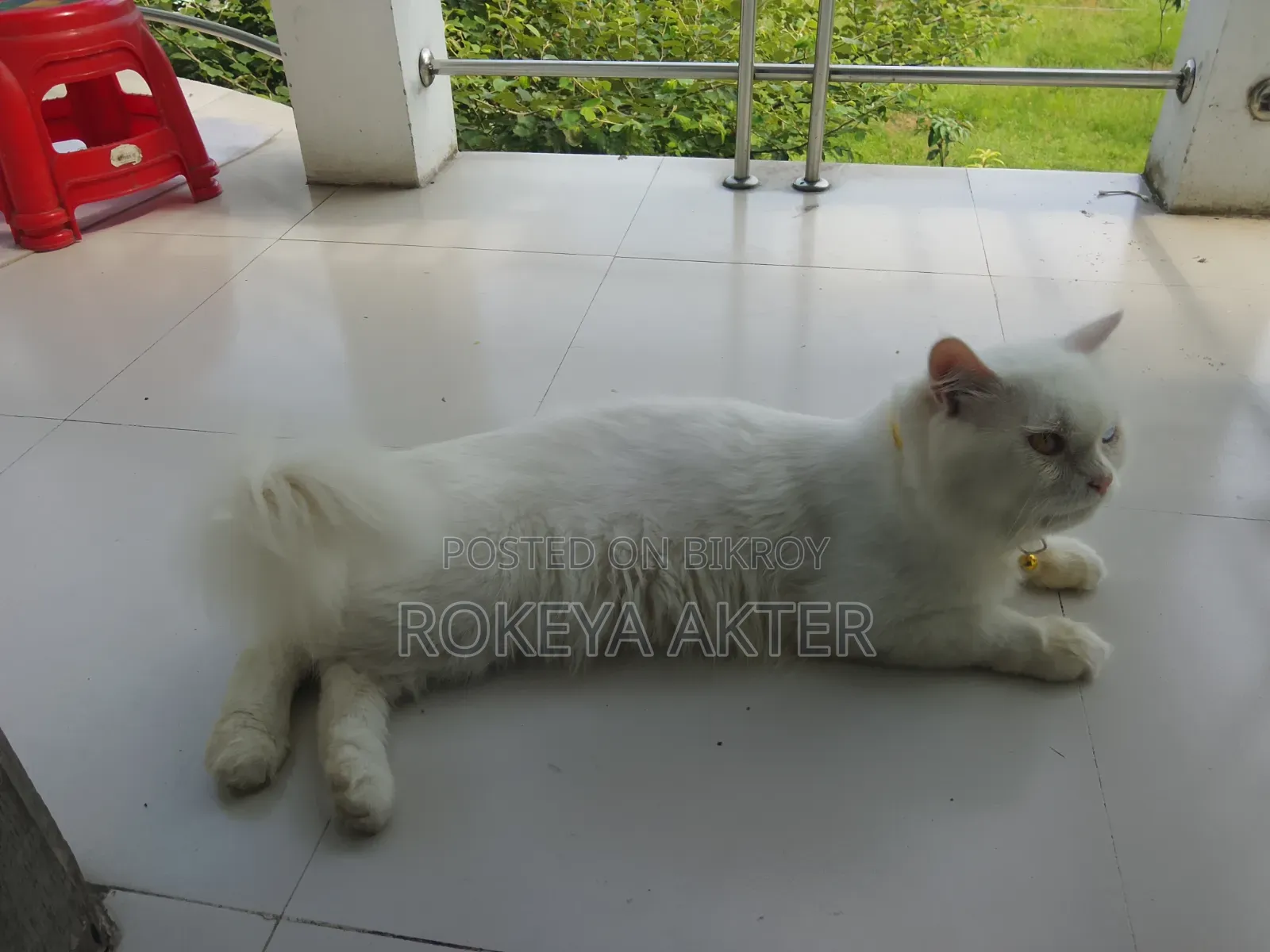 1+ year Male Purebred British Shorthair