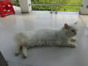 1+ year Male Purebred British Shorthair