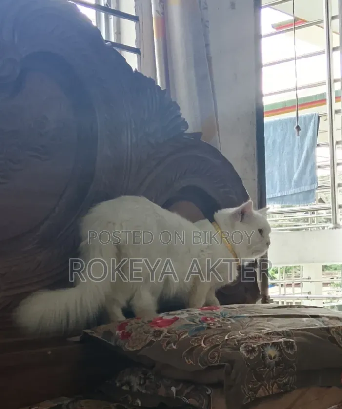 1+ year Male Purebred British Shorthair