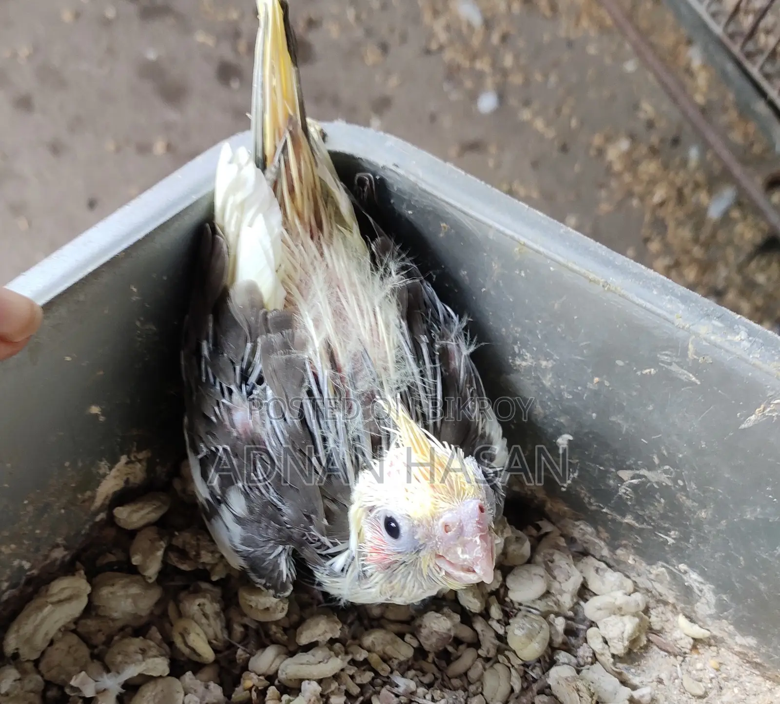 Cocktail Baby