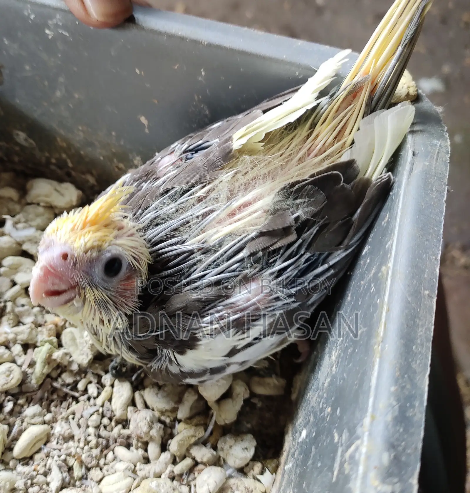 Cocktail Baby