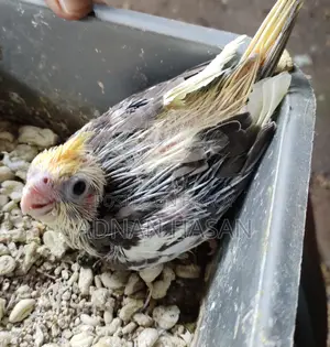 Cocktail Baby