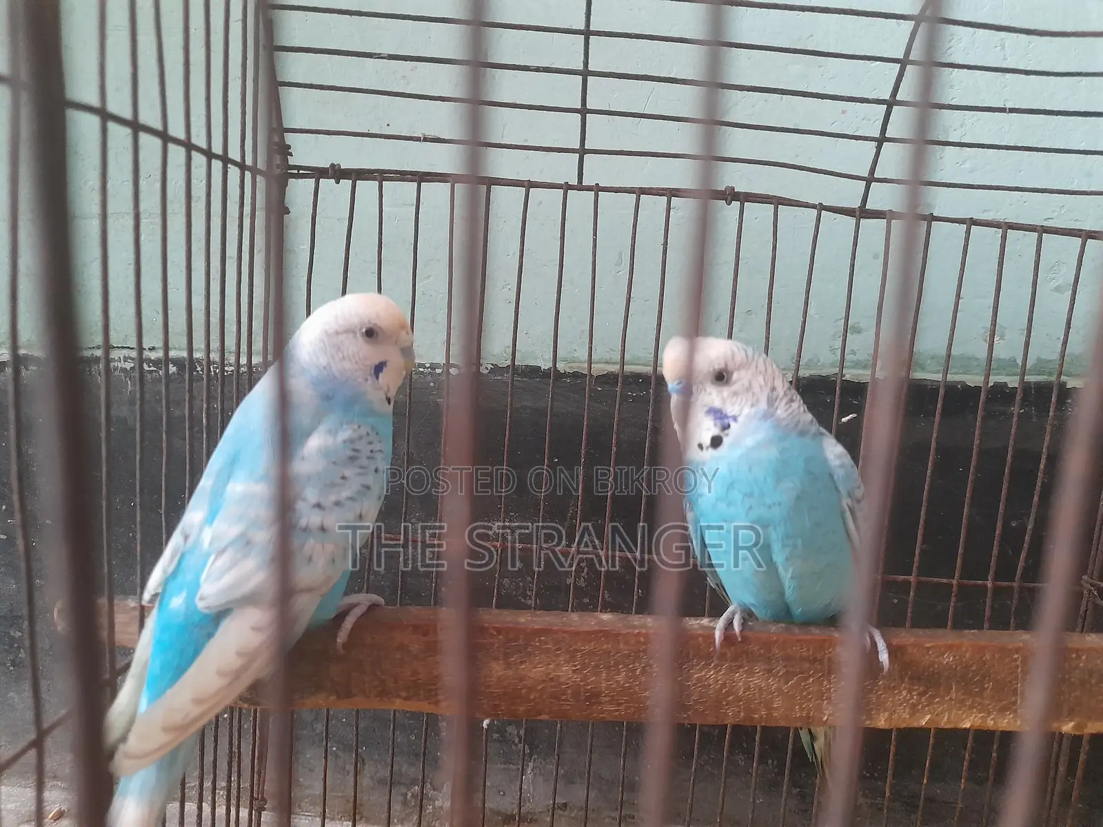 রানিং বাজিগর