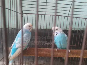 রানিং বাজিগর