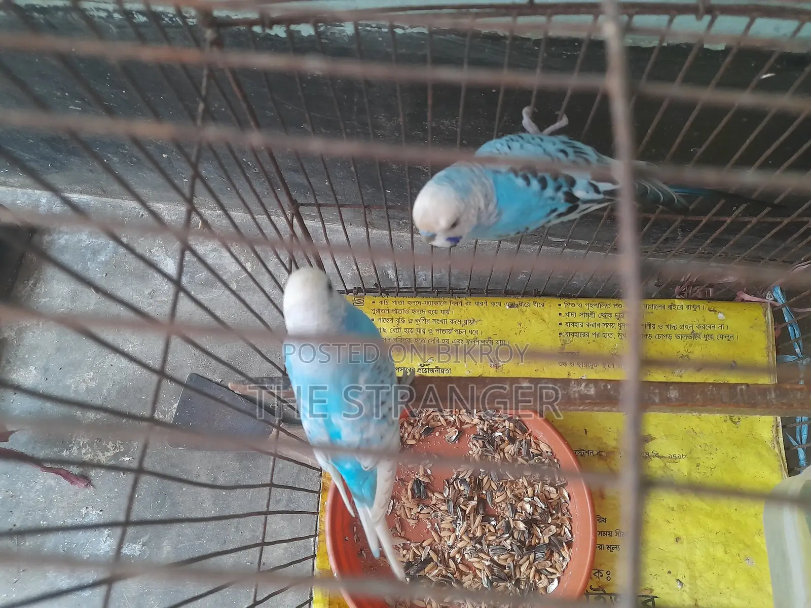 রানিং বাজিগর