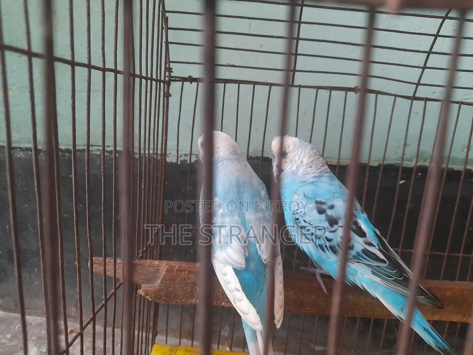 রানিং বাজিগর