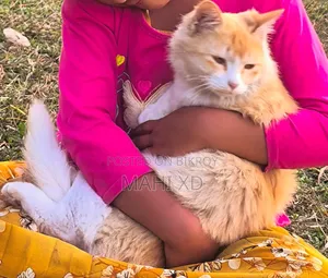 3-6 months Male Mixed Breed Persian