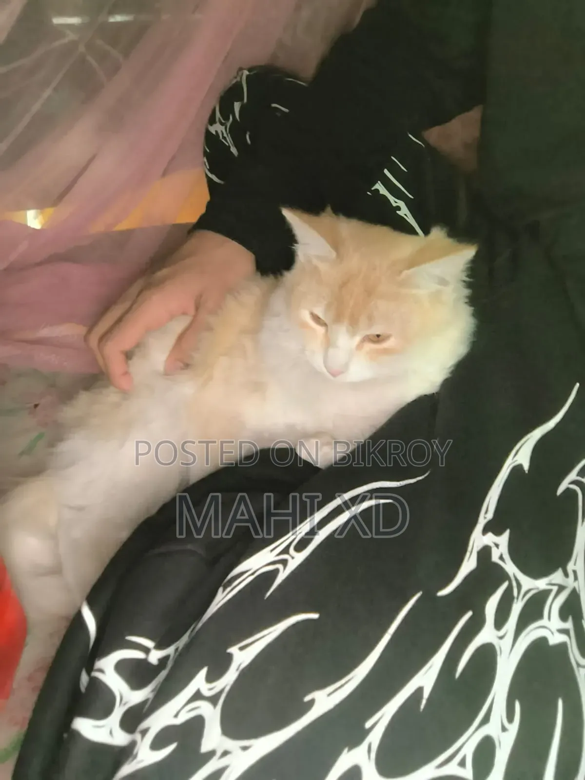 3-6 months Male Mixed Breed Persian
