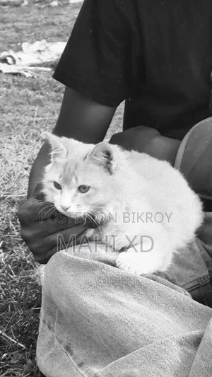 3-6 months Male Mixed Breed Persian