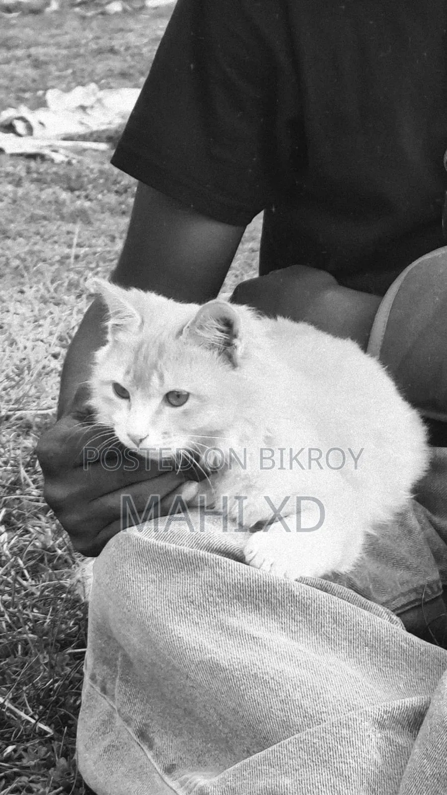 3-6 months Male Mixed Breed Persian