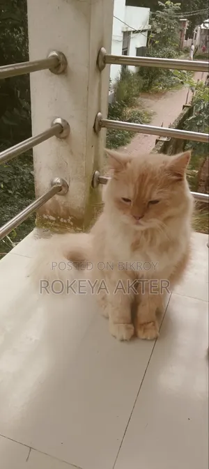 1+ year Female Purebred Persian