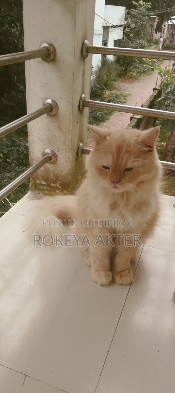 1+ year Female Purebred Persian