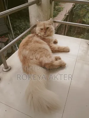 1+ year Female Purebred Persian