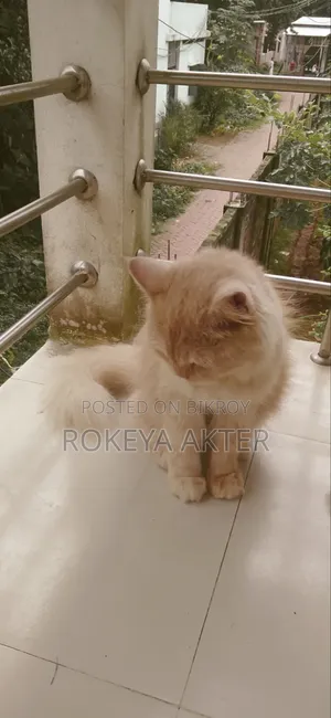 1+ year Female Purebred Persian