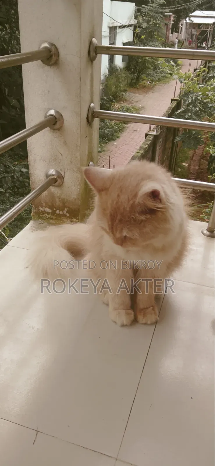 1+ year Female Purebred Persian