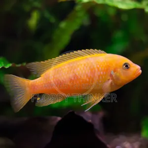 African Long Body Cichlid