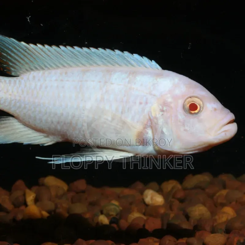 African Long Body Cichlid