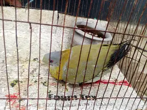 হরিয়াল ঘুঘু পাখি