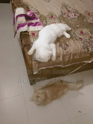 1+ year Female Purebred Persian