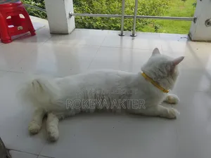 1+ year Female Purebred Persian