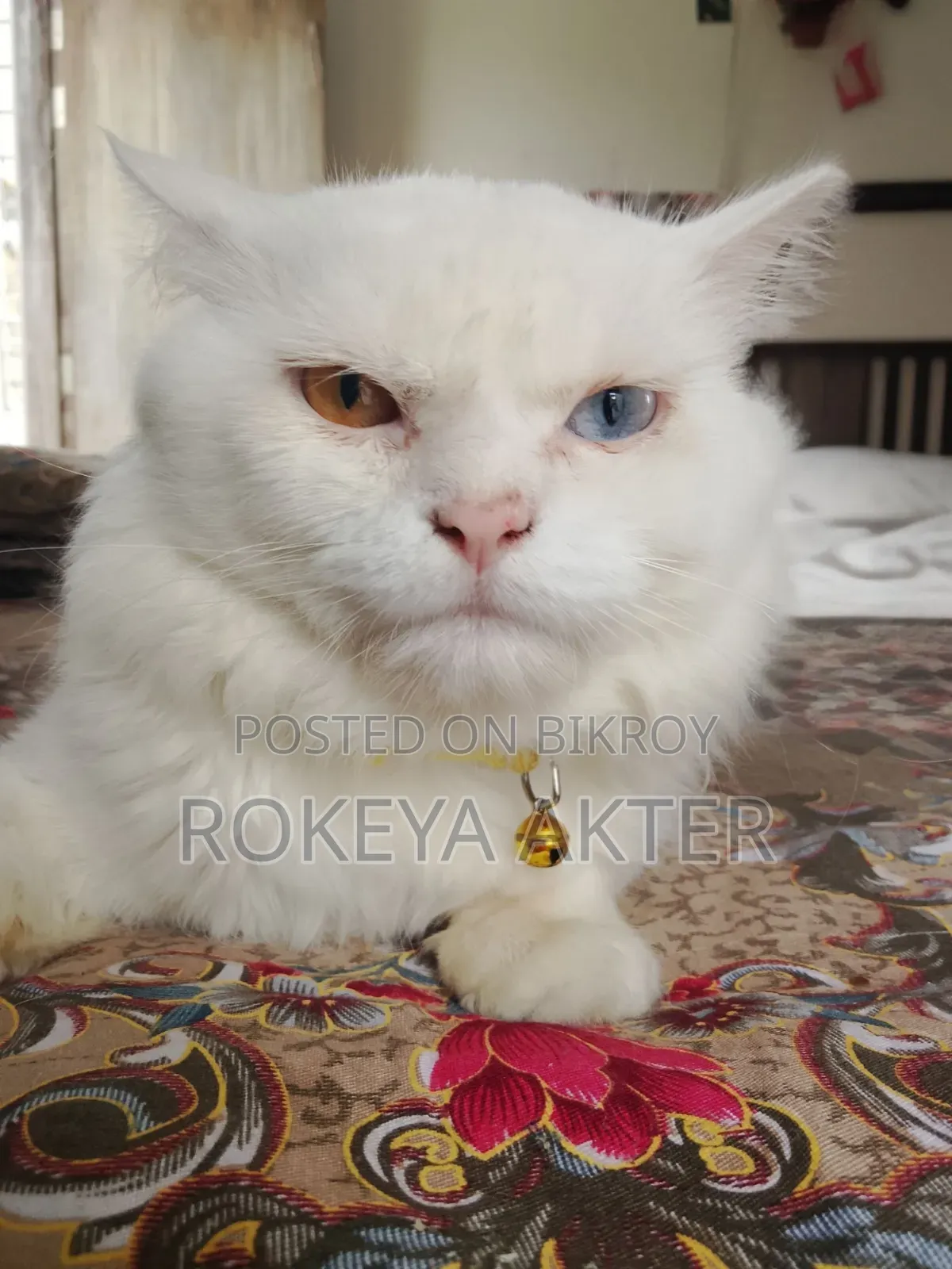 1+ year Female Purebred Persian