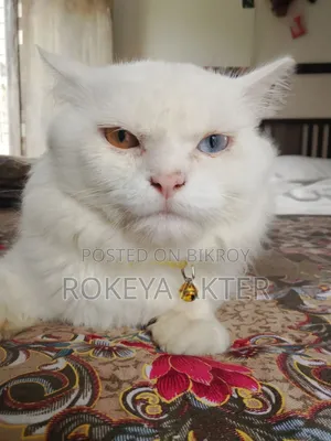 1+ year Female Purebred Persian