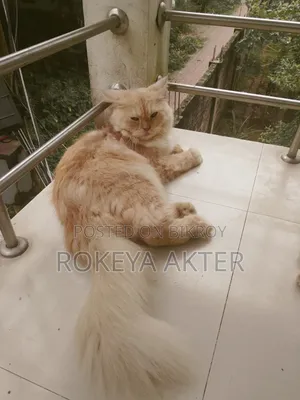 1+ year Female Purebred Persian