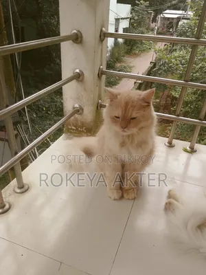 1+ year Female Purebred Persian