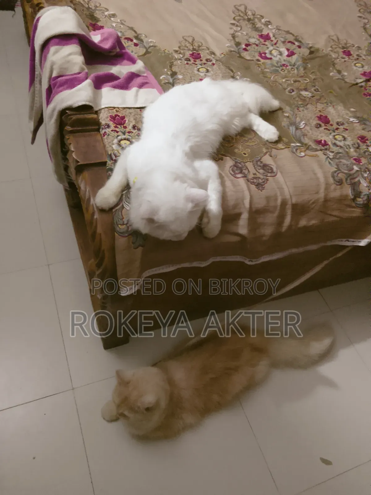 1+ year Female Purebred Persian