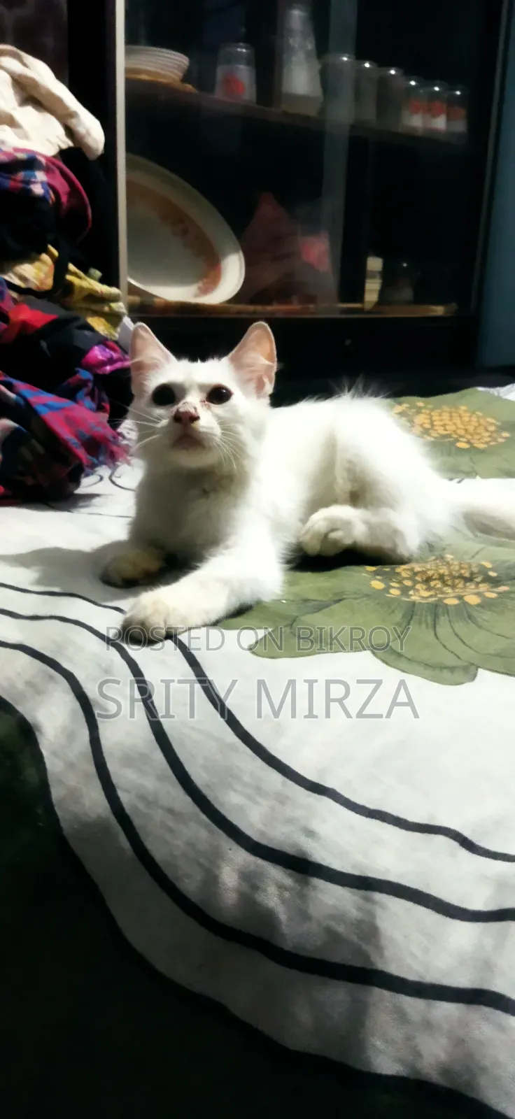 3-6 months Female Mixed Breed Persian