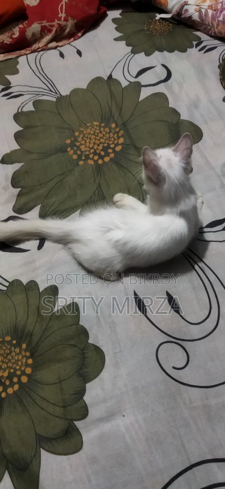 3-6 months Female Mixed Breed Persian