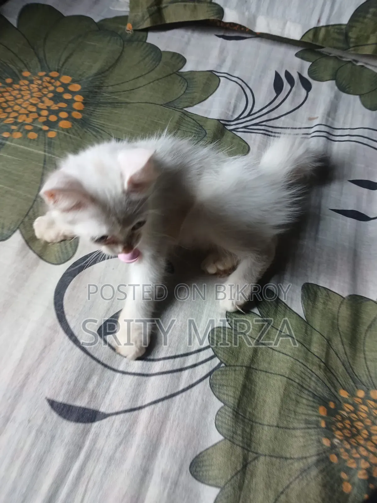 3-6 months Female Mixed Breed Persian
